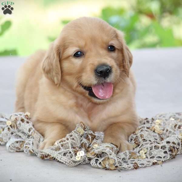 Kylie, Golden Retriever Puppy